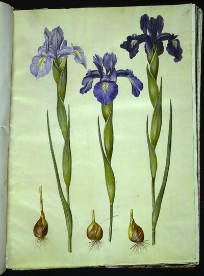 Iris latifolia (iris anglais) - Hans Simon Holtzbecker