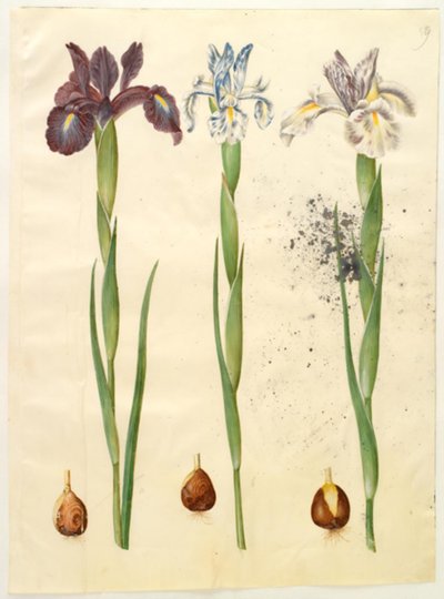 Iris latifolia (iris anglais) - Hans Simon Holtzbecker