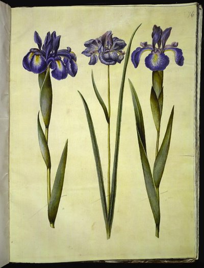 Iris latifolia (iris anglais); Iris sibirica (iris de Sibérie) - Hans Simon Holtzbecker