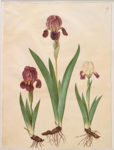 Iris ×lurida (hybride d
