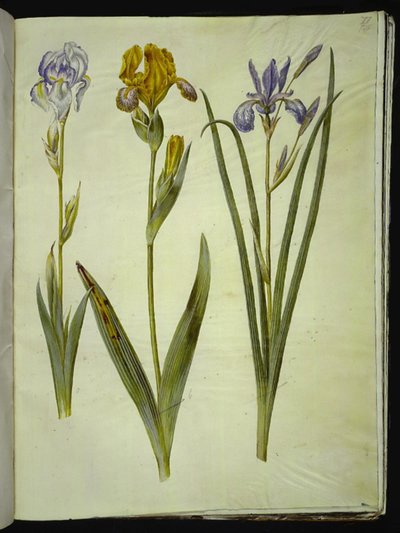 Iris pallida (iris pâle); Iris variegata (iris bigarré); Iris sibirica (iris de Sibérie) - Hans Simon Holtzbecker
