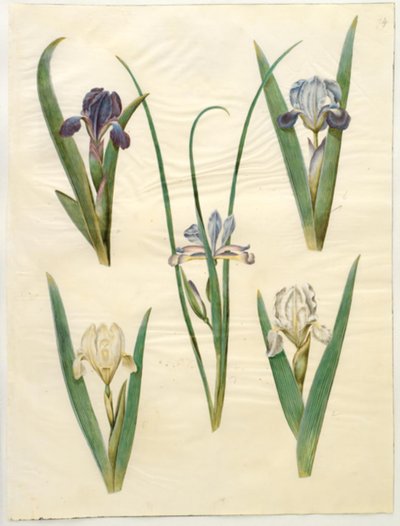 Iris pumila (iris nain) ou Iris lutescens (iris nain); Iris graminea (iris à feuilles de graminée) - Hans Simon Holtzbecker