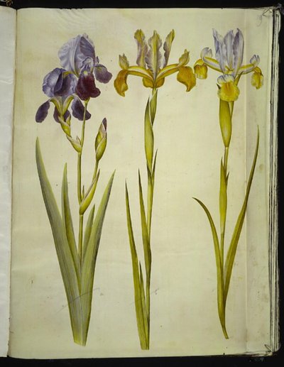 Iris ×sambucina (iris de sureau); Iris latifolia (iris anglais) - Hans Simon Holtzbecker