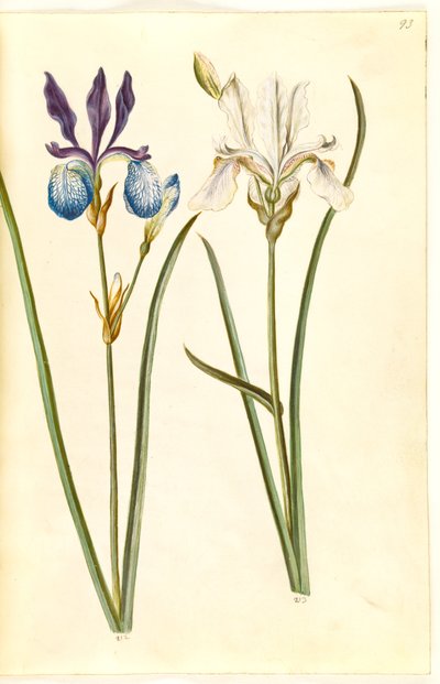 Iris sibirica (iris de Sibérie) - Hans Simon Holtzbecker