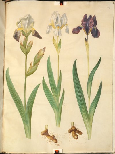 Iris ×squalens (iris hybride); Iris (iris) - Hans Simon Holtzbecker