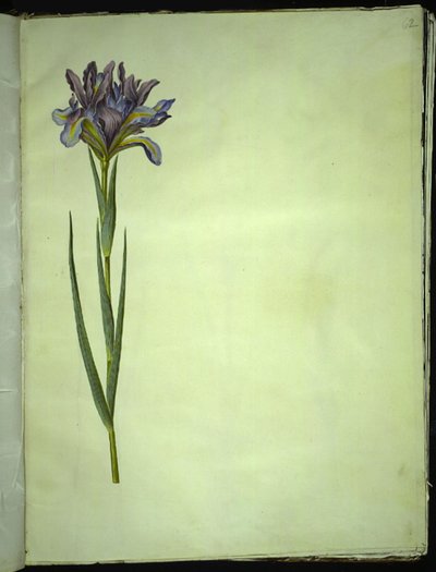 Iris xiphium (iris d
