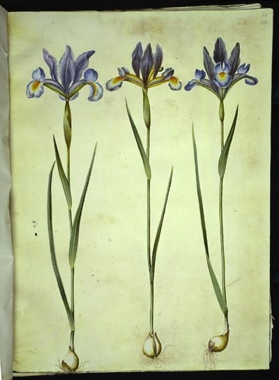 Iris xiphium (iris espagnol) - Hans Simon Holtzbecker