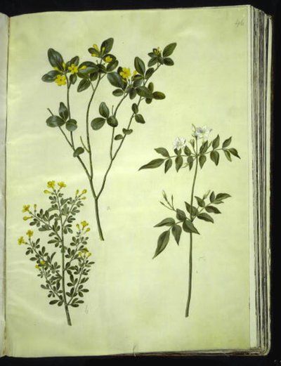 Jasminum odoratissimum; Jasminum fruticans; Jasminum grandiflorum - Hans Simon Holtzbecker