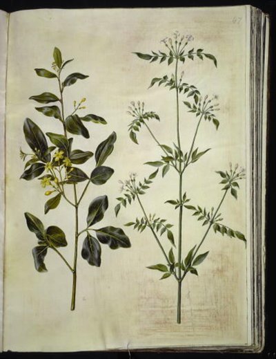 Jasminum odoratissimum (jasmin odorant); Jasminum officinale (jasmin officinal) - Hans Simon Holtzbecker