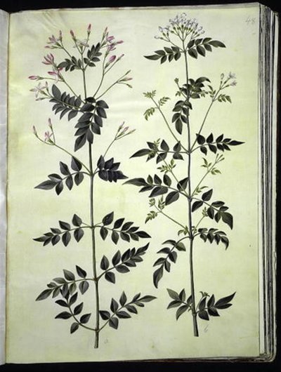 Jasminum officinale (jasmin officinal) - Hans Simon Holtzbecker