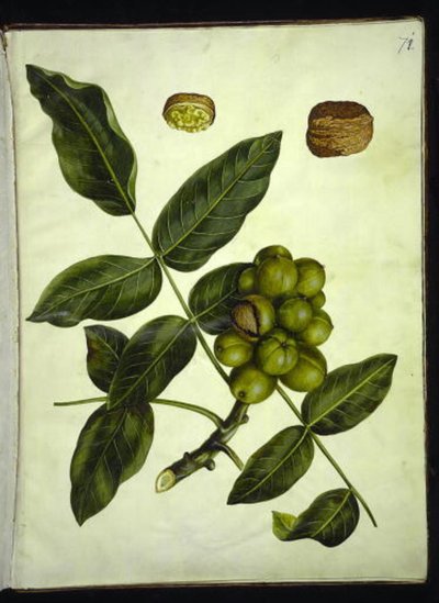 Juglans regia (noyer commun) - Hans Simon Holtzbecker