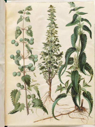 Urtica pilulifera; Urtica urens; Urtica dioica - Hans Simon Holtzbecker