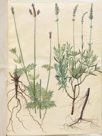 Lavandula multifida (lavande à feuilles divisées) ; Lavandula angustifolia (lavande vraie) - Hans Simon Holtzbecker