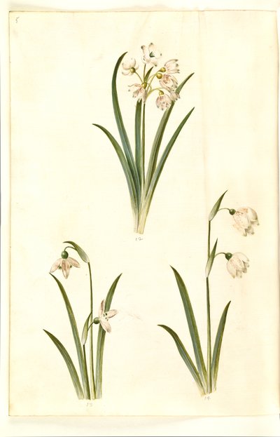 Leucojum aestivum (nivéole d