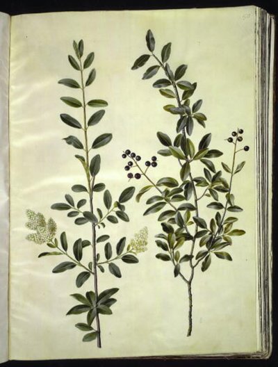 Ligustrum vulgare (troène commun) - Hans Simon Holtzbecker