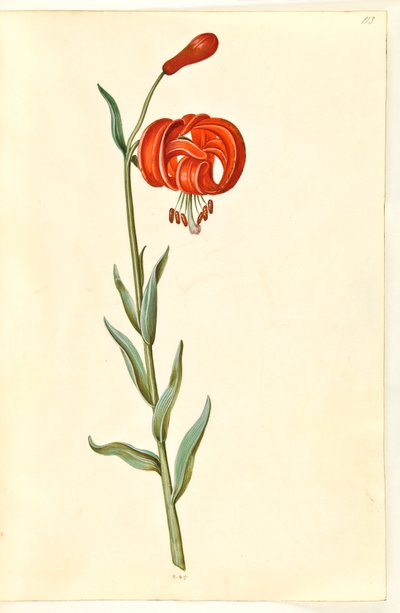Lilium chalcedonicum (lis turban rouge) - Hans Simon Holtzbecker