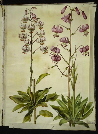 Lilium martagon (lis martagon) - Hans Simon Holtzbecker