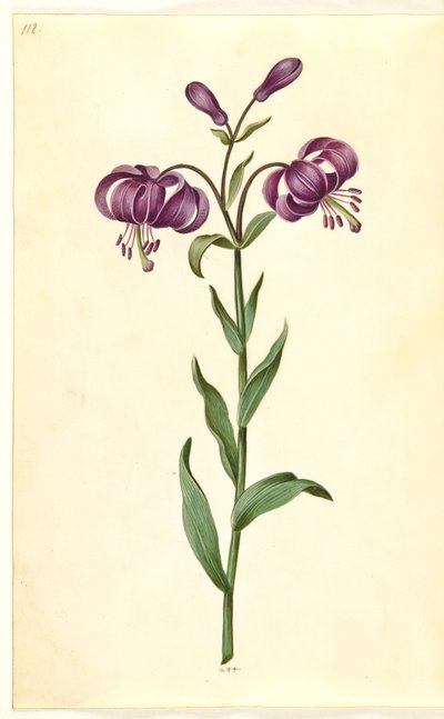 Lilium martagon (lis martagon) - Hans Simon Holtzbecker