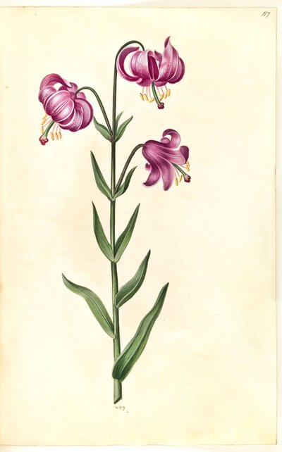 Lilium martagon (lis martagon) - Hans Simon Holtzbecker