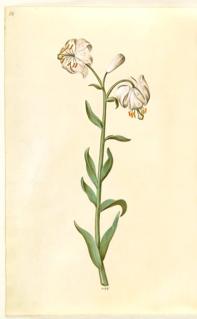 Lilium martagon - Hans Simon Holtzbecker