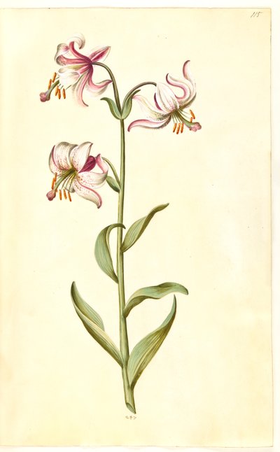 Lilium martagon (krans-lilje) - Hans Simon Holtzbecker