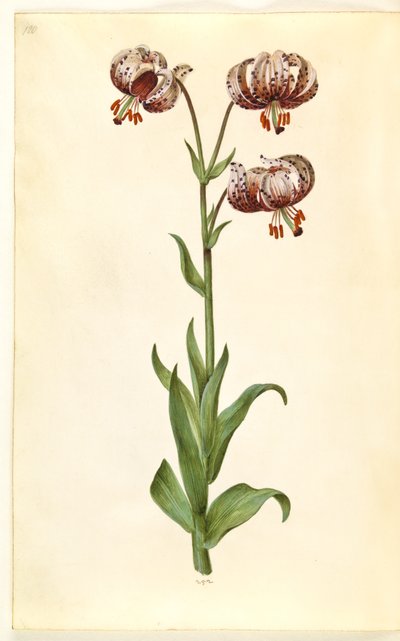 Lilium martagon (lis martagon) - Hans Simon Holtzbecker