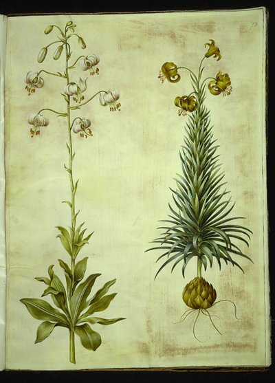 Lilium martagon (lis martagon); Lilium pyrenaicum (lis des Pyrénées) - Hans Simon Holtzbecker