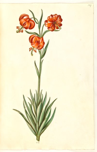 Lys pomponium - Hans Simon Holtzbecker