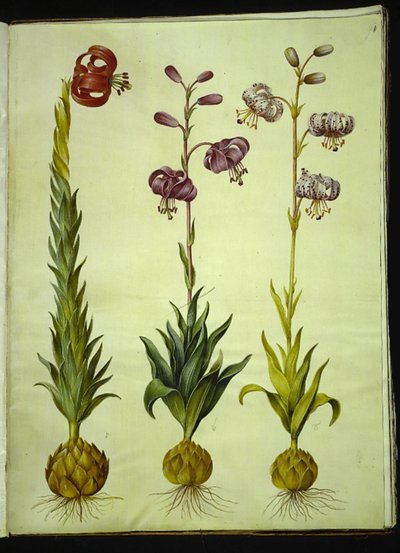 Lilium pomponium (lys pompon); Lilium martagon (lys martagon) - Hans Simon Holtzbecker