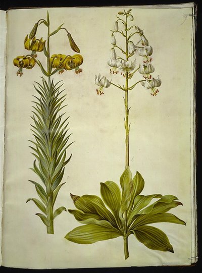 Lilium pyrenaicum (lis des Pyrénées); Lilium martagon (lis martagon) - Hans Simon Holtzbecker