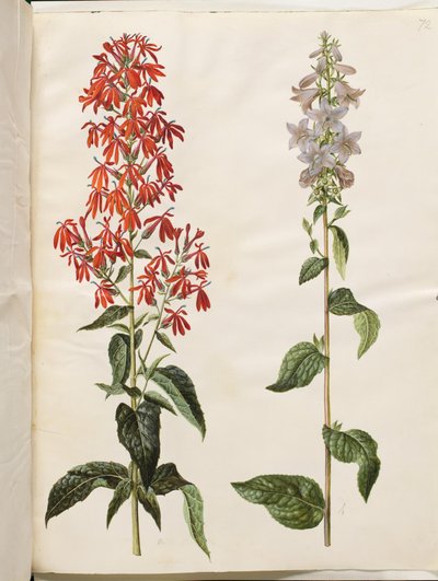Lobelia cardinalis (lobélie cardinale); Campanula latifolia (campanule à larges feuilles) - Hans Simon Holtzbecker