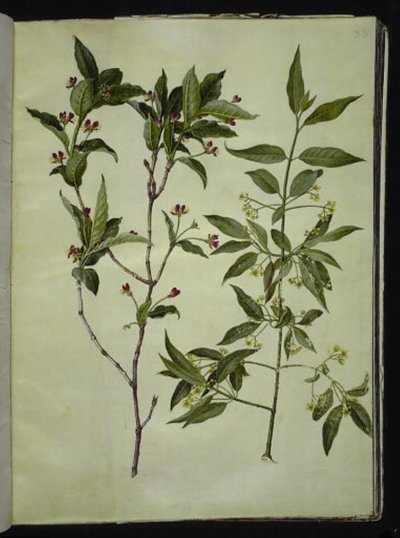Lonicera alpigena (chèvrefeuille des Alpes); Euonymus europaeus (fusain d