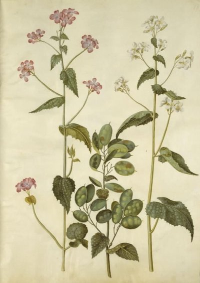 Lunaria annua (monnaie-du-pape) - Hans Simon Holtzbecker