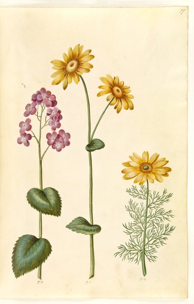 Lunaria annua (monnaie du pape); Doronicum pardalianches (doronic à feuilles cordées); Adonis vernalis (adonis de printemps) - Hans Simon Holtzbecker