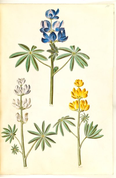 Lupinus pilosus (lupin bleu); Lupinus albus (lupin blanc); Lupinus luteus (lupin jaune) - Hans Simon Holtzbecker