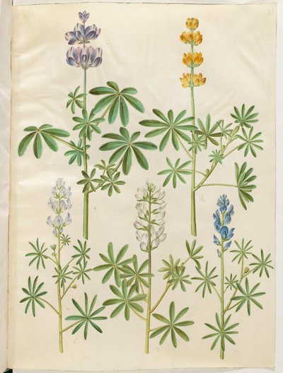 Lupinus pilosus (lupin bleu); Lupinus luteus (lupin jaune); Lupinus angustifolius (lupin à feuilles étroites); Lupinus albus (lupin blanc) - Hans Simon Holtzbecker