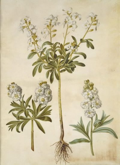 Matthiola incana (vinter-levkøj) - Hans Simon Holtzbecker