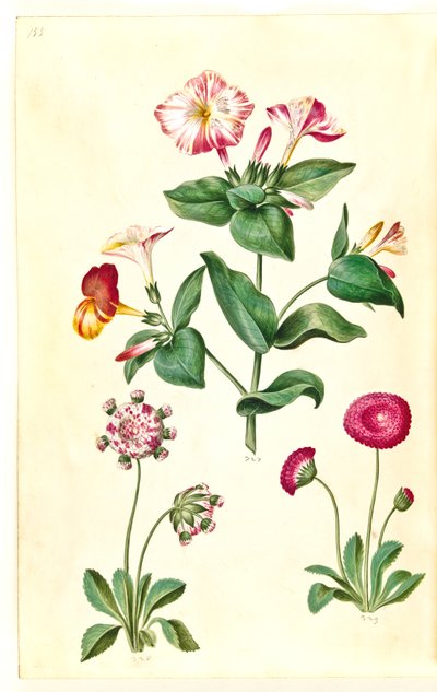 Mirabilis jalapa (belle de nuit); Bellis perennis (pâquerette) - Hans Simon Holtzbecker