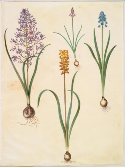 Muscari comosum (jacinthe plumeuse); Scilla autumnalis (scille d