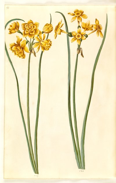 Narcisse jonquilla (siv-narcis) - Hans Simon Holtzbecker