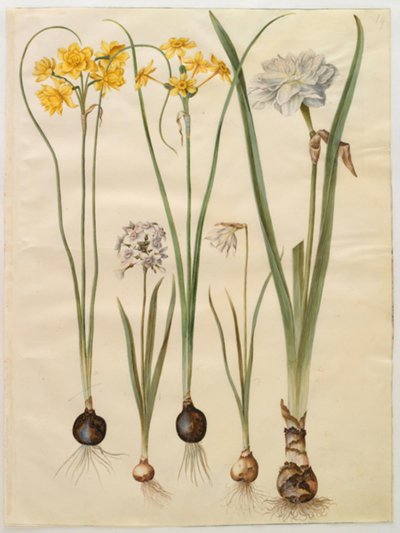 Narcissus jonquilla; Narcissus tazetta; Narcissus pseudonarcissus moschatus; Narcissus poeticus - Hans Simon Holtzbecker