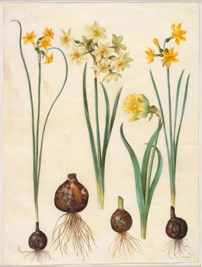 Narcissus jonquilla; Narcissus tazetta aureus; Narcissus pseudonarcissus bicolor - Hans Simon Holtzbecker