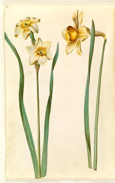 Narcissus ×medioluteus (narcisse à deux fleurs); Narcissus ×incomparabilis (narcisse de jardin) - Hans Simon Holtzbecker