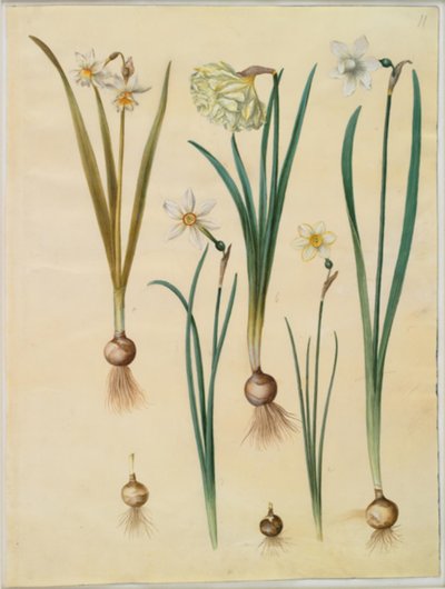 Narcissus ×medioluteus (narcisse à deux fleurs); Narcissus pseudonarcissus; Narcissus (narcisse); Narcissus poeticus (narcisse des poètes); Narcissus ×tenuior - Hans Simon Holtzbecker
