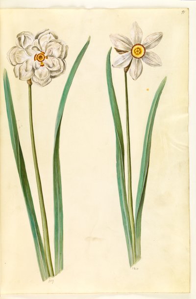 Narcisse poétique (pinselilje) - Hans Simon Holtzbecker