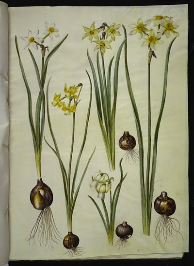 Narcissus poeticus; Narcissus triandrus; Narcissus ×medioluteus - Hans Simon Holtzbecker
