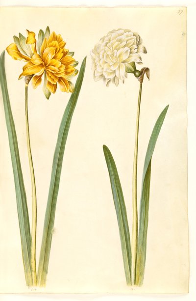 Narcissus pseudonarcissus (jonquille) - Hans Simon Holtzbecker