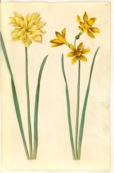 Narcissus pseudonarcissus (jonquille); Narcissus tazetta aureus (jonquille dorée) - Hans Simon Holtzbecker