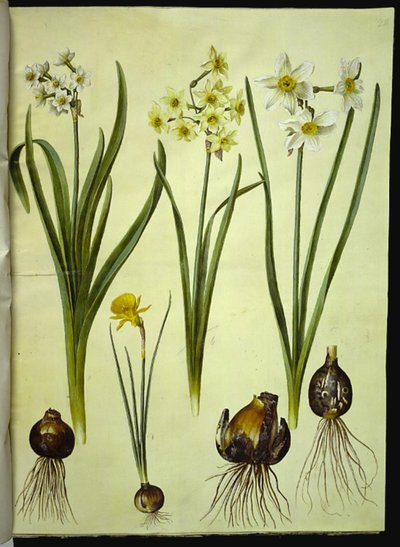Narcissus tazetta (tazet); Narcissus ×medioluteus (narcisse à deux fleurs); Narcissus bulbocodium (narcisse crinoline) - Hans Simon Holtzbecker