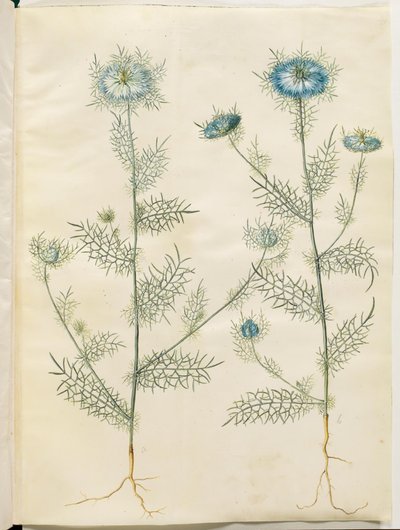 Nigella damascena (nigelle de Damas) - Hans Simon Holtzbecker